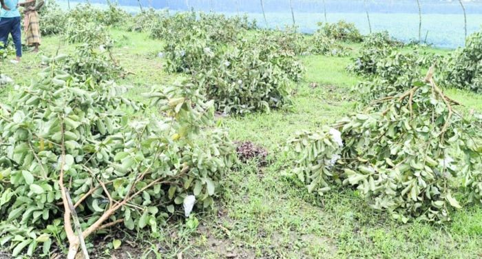 জীবননগরে রাতের আঁধারে কৃষকের ৩ শতাধিক পেয়ারা গাছ কেটে দিল দুর্বৃত্তরা